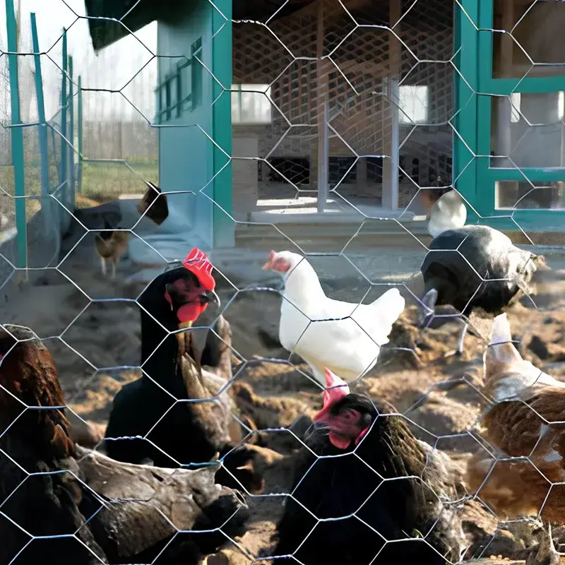 Poultry Netting & Hexagonal Wire Mesh - 2